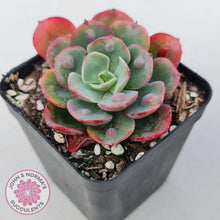 Load image into Gallery viewer, Echeveria 'Rain Drops'