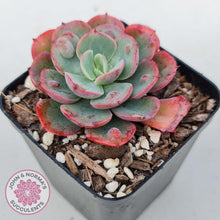 Load image into Gallery viewer, Echeveria 'Rain Drops'