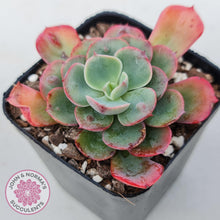 Load image into Gallery viewer, Echeveria 'Rain Drops'