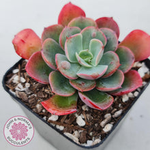 Load image into Gallery viewer, Echeveria 'Rain Drops'