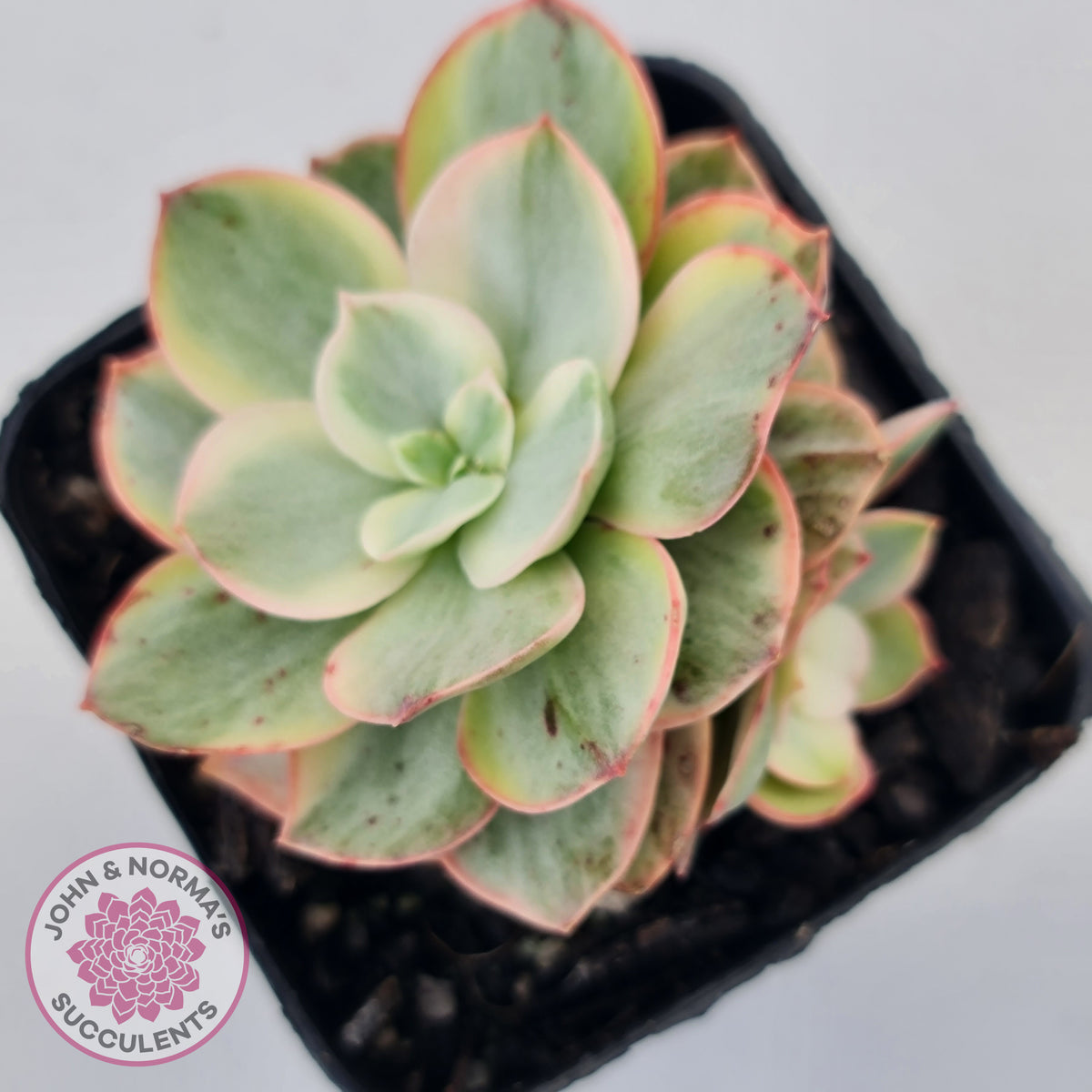 Echeveria Suyon White Variegated