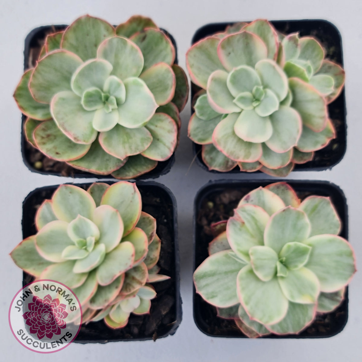 Echeveria Suyon White Variegated