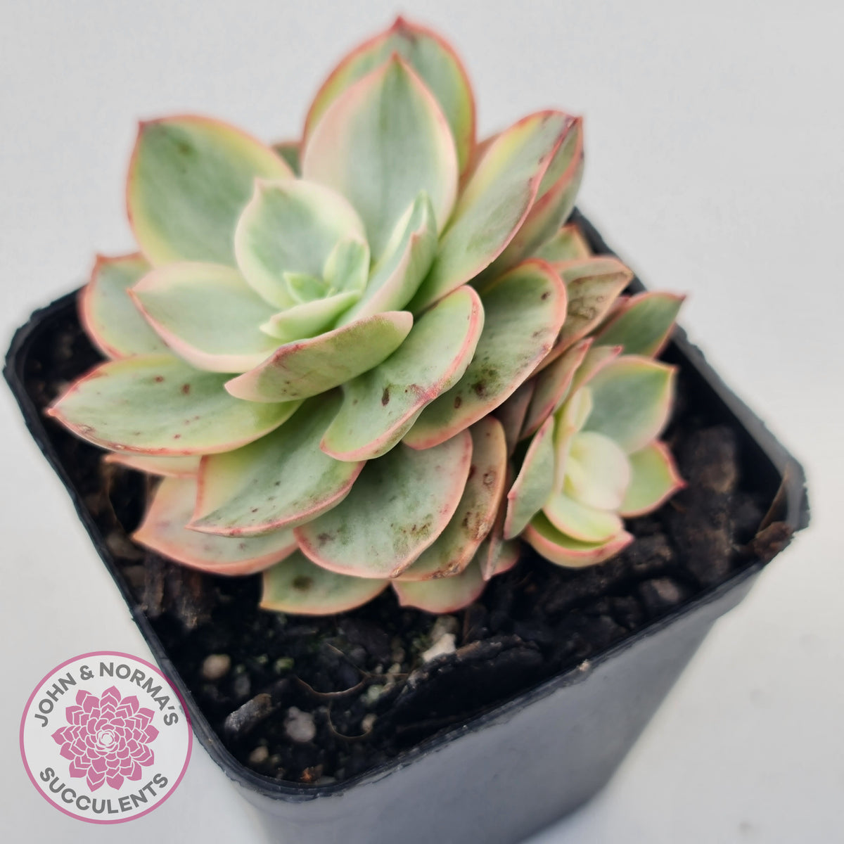 Echeveria Suyon White Variegated