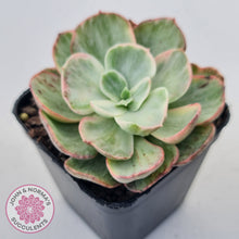 Load image into Gallery viewer, Echeveria Suyon White Variegated