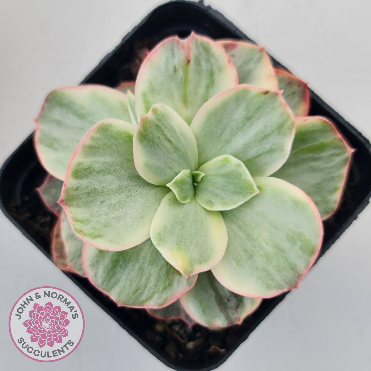 Echeveria Suyon White Variegated