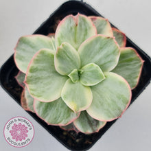 Load image into Gallery viewer, Echeveria Suyon White Variegated