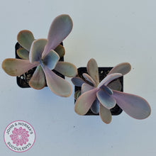 Load image into Gallery viewer, Echeveria Violescens