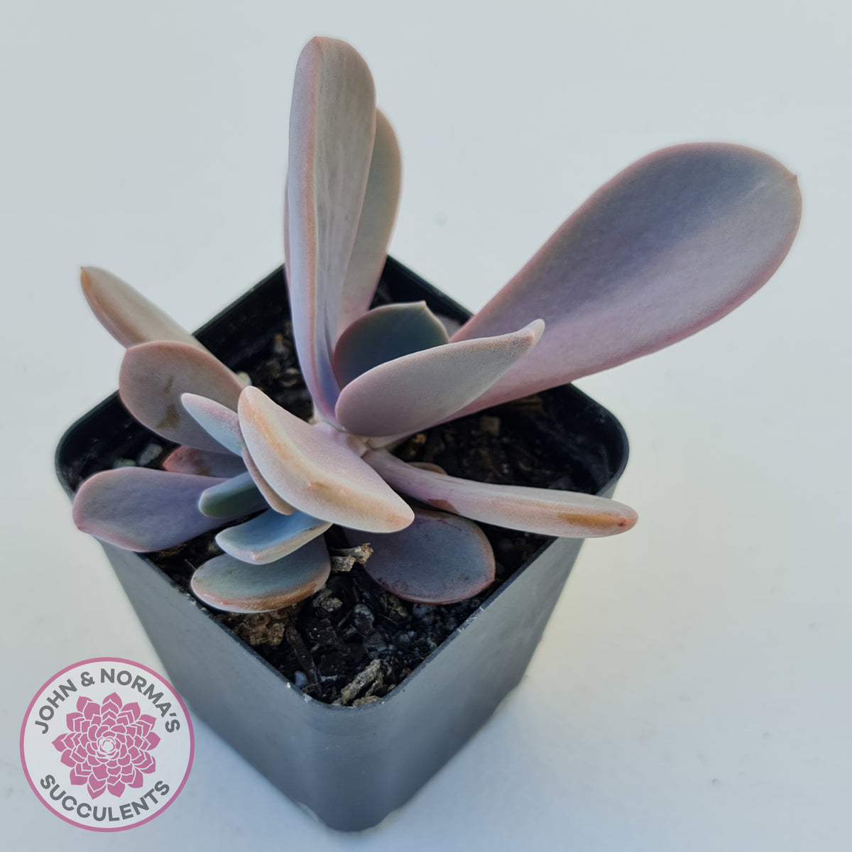 Echeveria Violescens