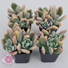 Load image into Gallery viewer, Echeveria X Lady Grey