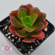 Load image into Gallery viewer, Echeveria multicaulis lipstick - John & Norma's Succulents