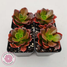 Load image into Gallery viewer, Echeveria multicaulis lipstick - John & Norma's Succulents
