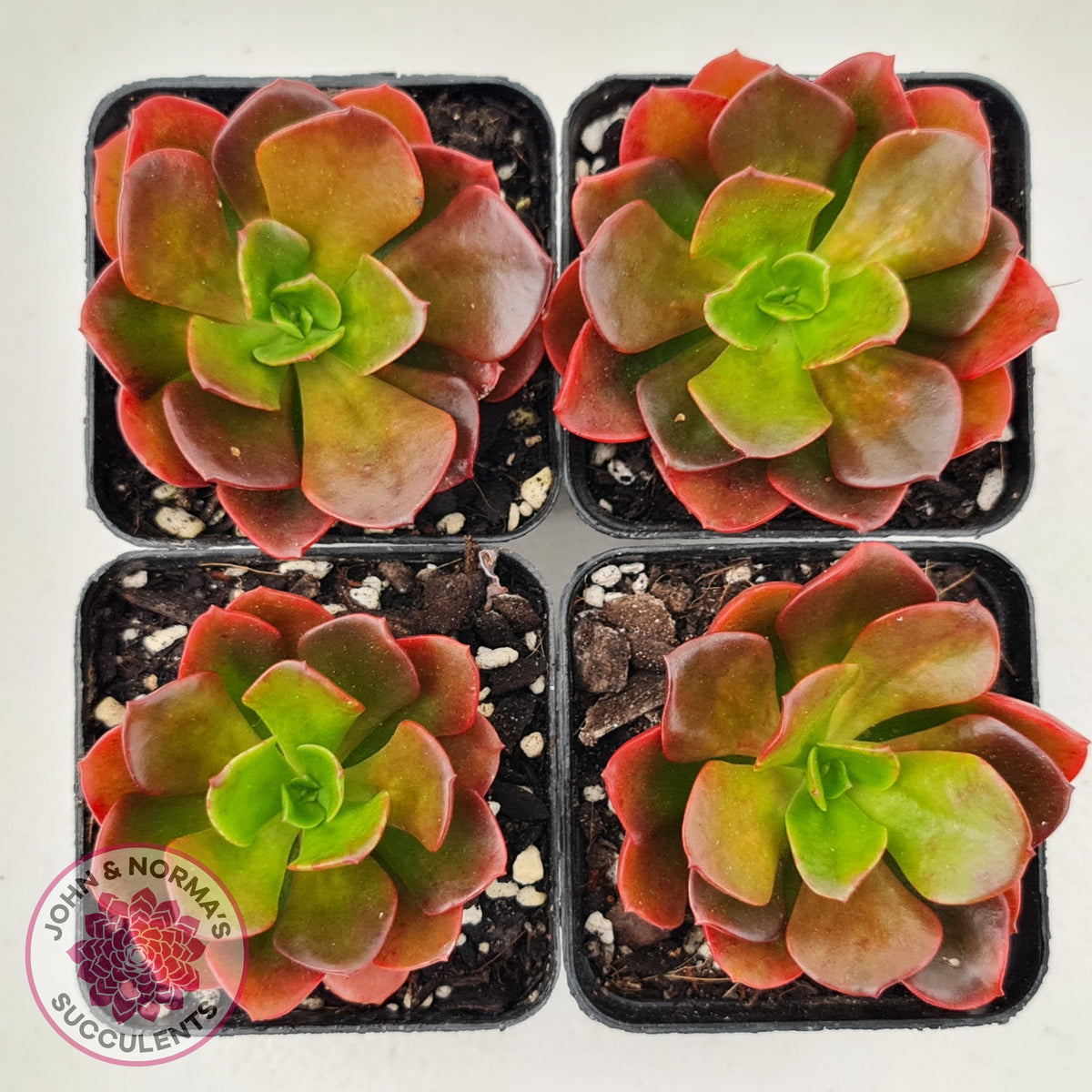 Echeveria multicaulis lipstick