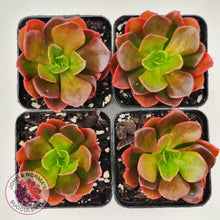 Load image into Gallery viewer, Echeveria multicaulis lipstick - John & Norma's Succulents