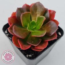 Load image into Gallery viewer, Echeveria multicaulis lipstick - John & Norma's Succulents