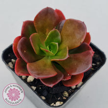 Load image into Gallery viewer, Echeveria multicaulis lipstick - John & Norma's Succulents