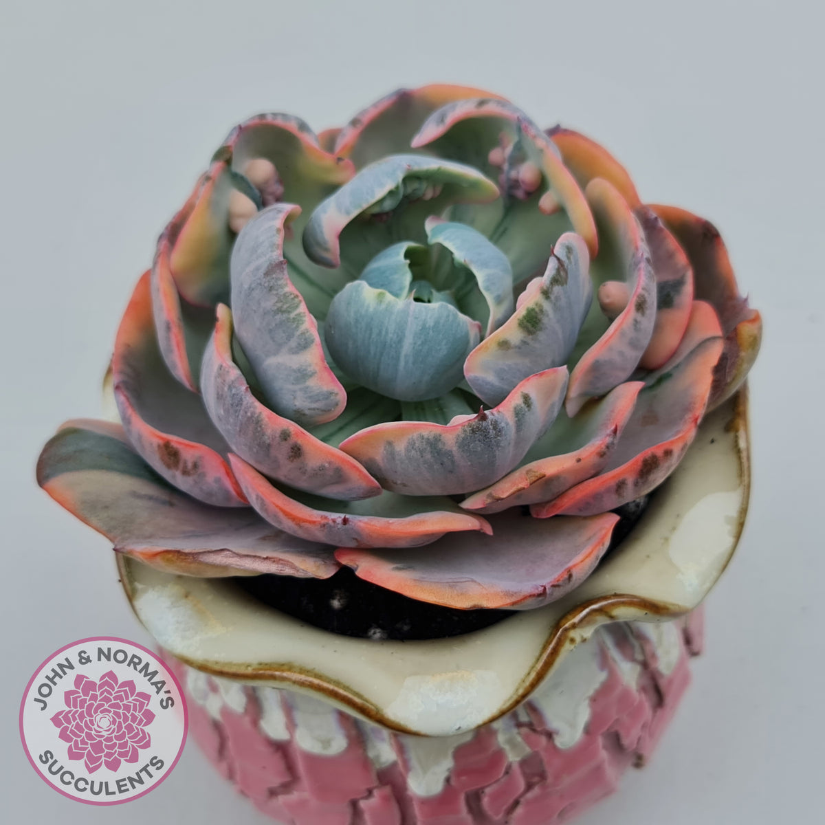 Echeveria Beyonce Rainbow Variegated (Lg)