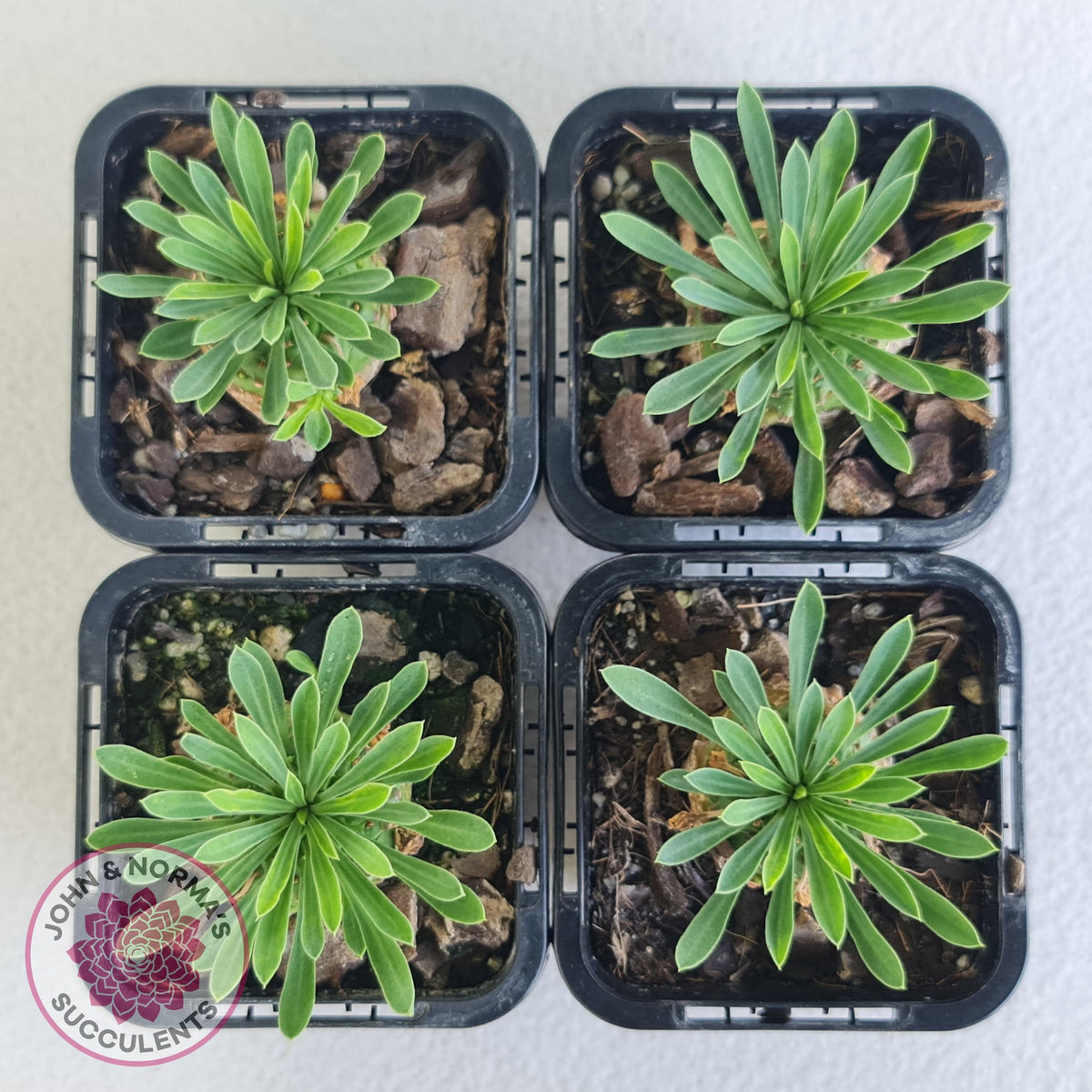 Euphorbia 'Pineapple Head'