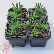 Load image into Gallery viewer, Euphorbia 'Pineapple Head' - John & Norma's Succulents Australia