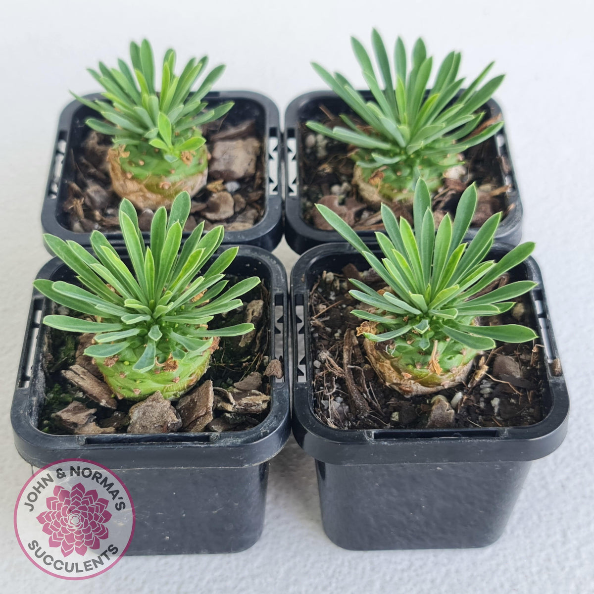 Euphorbia 'Pineapple Head'