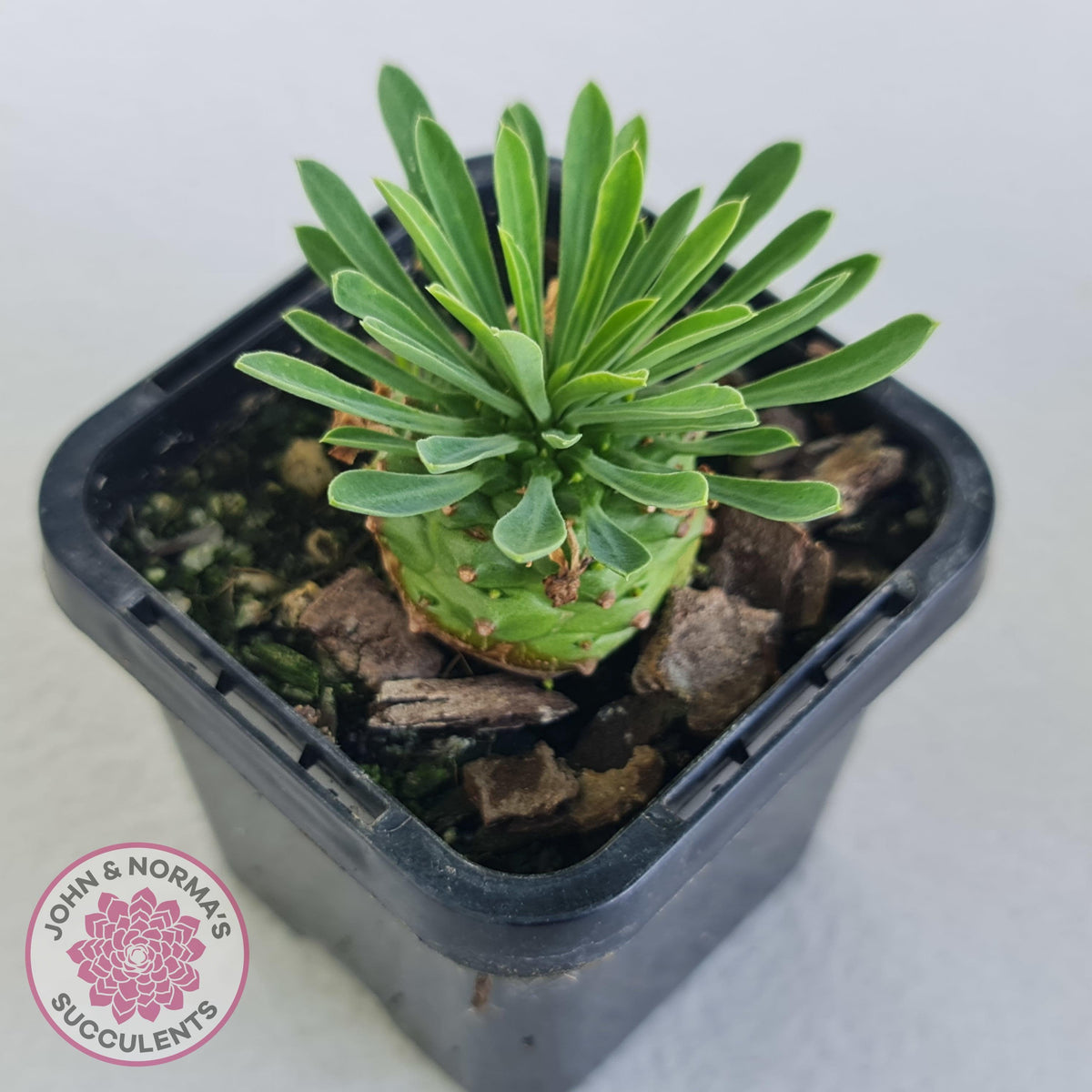 Euphorbia 'Pineapple Head'