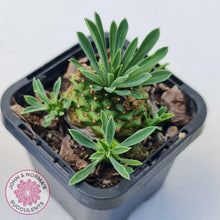 Load image into Gallery viewer, Euphorbia 'Pineapple Head' - John & Norma's Succulents Australia