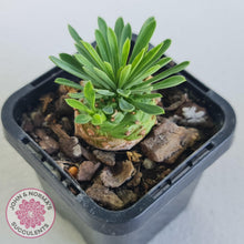 Load image into Gallery viewer, Euphorbia 'Pineapple Head' - John & Norma's Succulents Australia