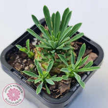 Load image into Gallery viewer, Euphorbia 'Pineapple Head' - John & Norma's Succulents Australia