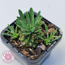 Load image into Gallery viewer, Euphorbia 'Pineapple Head' - John & Norma's Succulents Australia