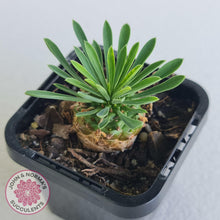 Load image into Gallery viewer, Euphorbia 'Pineapple Head' - John & Norma's Succulents Australia