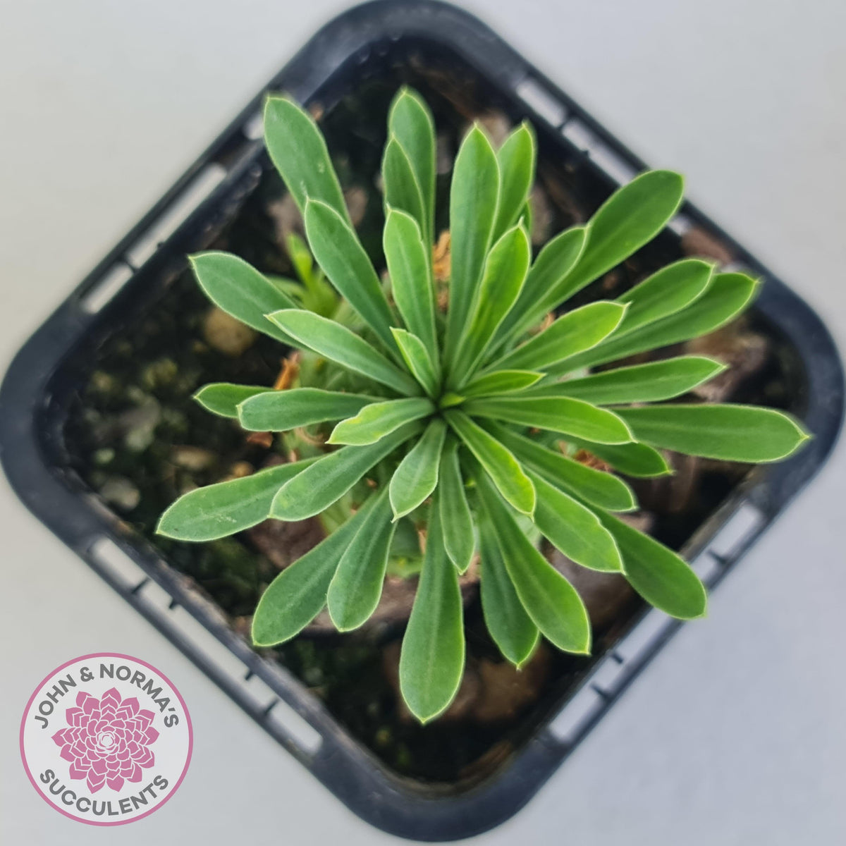 Euphorbia 'Pineapple Head'