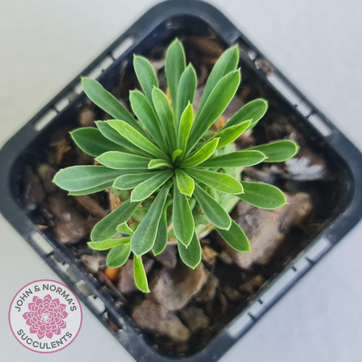 Euphorbia 'Pineapple Head'