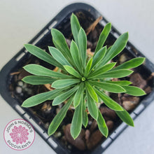 Load image into Gallery viewer, Euphorbia 'Pineapple Head' - John & Norma's Succulents Australia