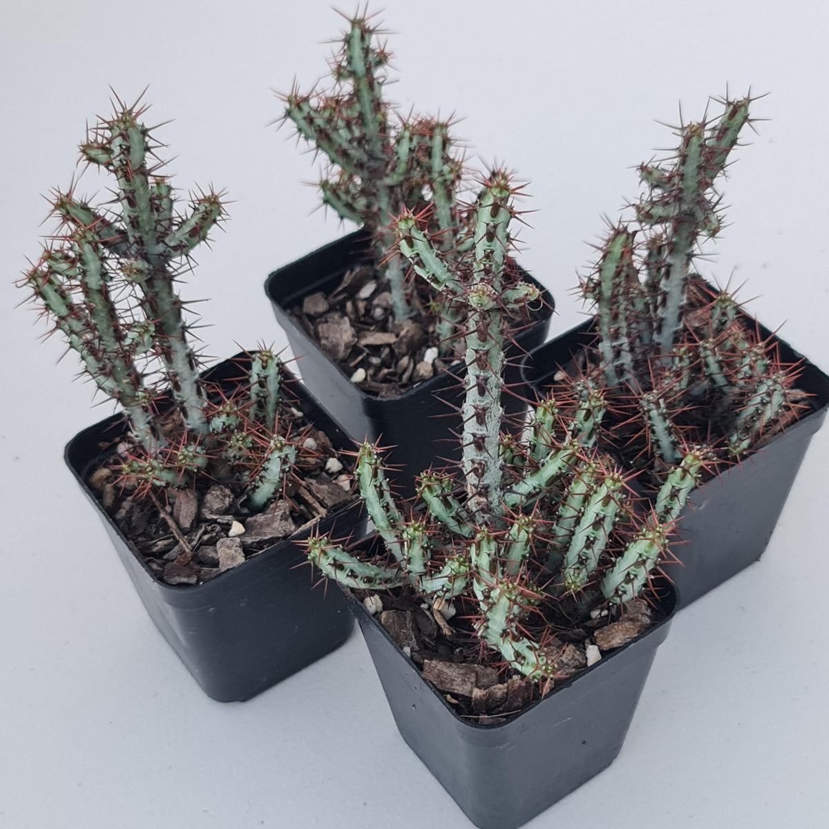 Euphorbia aeruginosa 'miniature saguaro'