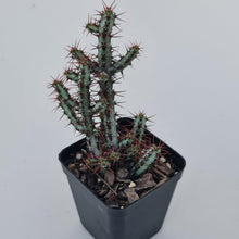 Load image into Gallery viewer, Euphorbia aeruginosa 'miniature saguaro' - John & Norma's Succulents Australia