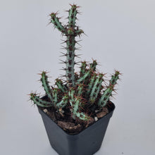 Load image into Gallery viewer, Euphorbia aeruginosa 'miniature saguaro' - John & Norma's Succulents Australia