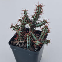 Load image into Gallery viewer, Euphorbia aeruginosa 'miniature saguaro' - John & Norma's Succulents Australia