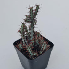 Load image into Gallery viewer, Euphorbia aeruginosa 'miniature saguaro' - John & Norma's Succulents Australia
