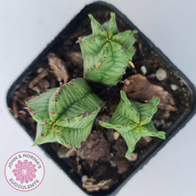 Load image into Gallery viewer, Euphorbia Anoplia - John & Norma's Succulents Australia