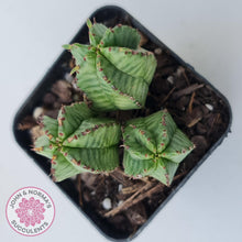 Load image into Gallery viewer, Euphorbia Anoplia - John & Norma's Succulents Australia