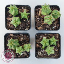 Load image into Gallery viewer, Euphorbia Anoplia - John & Norma's Succulents Australia