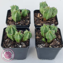 Load image into Gallery viewer, Euphorbia Anoplia - John & Norma's Succulents Australia