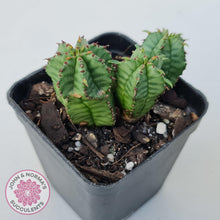 Load image into Gallery viewer, Euphorbia Anoplia - John & Norma's Succulents Australia