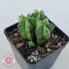 Load image into Gallery viewer, Euphorbia Anoplia - John & Norma's Succulents Australia