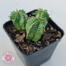Load image into Gallery viewer, Euphorbia Anoplia - John & Norma's Succulents Australia