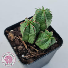 Load image into Gallery viewer, Euphorbia Anoplia - John & Norma's Succulents Australia