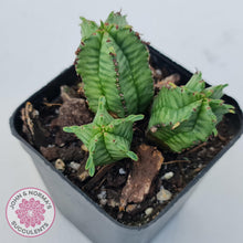 Load image into Gallery viewer, Euphorbia Anoplia - John & Norma's Succulents Australia