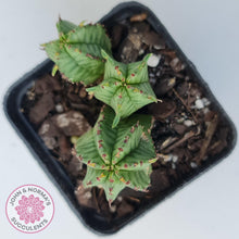 Load image into Gallery viewer, Euphorbia Anoplia - John & Norma's Succulents Australia