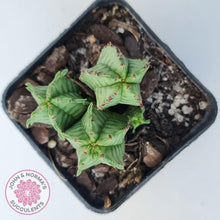 Load image into Gallery viewer, Euphorbia Anoplia - John & Norma's Succulents Australia