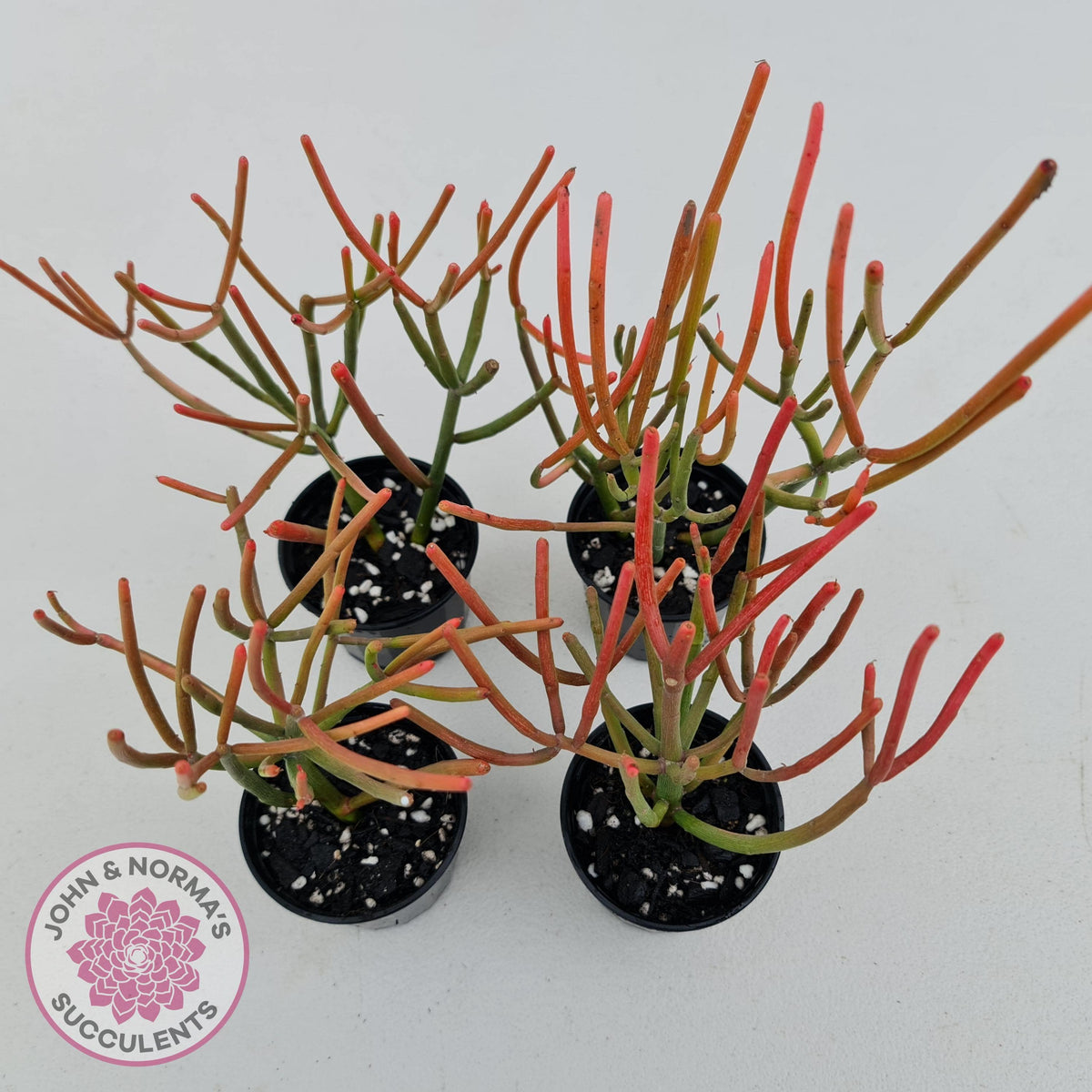 Euphorbia tirucalli 'Fire Sticks'