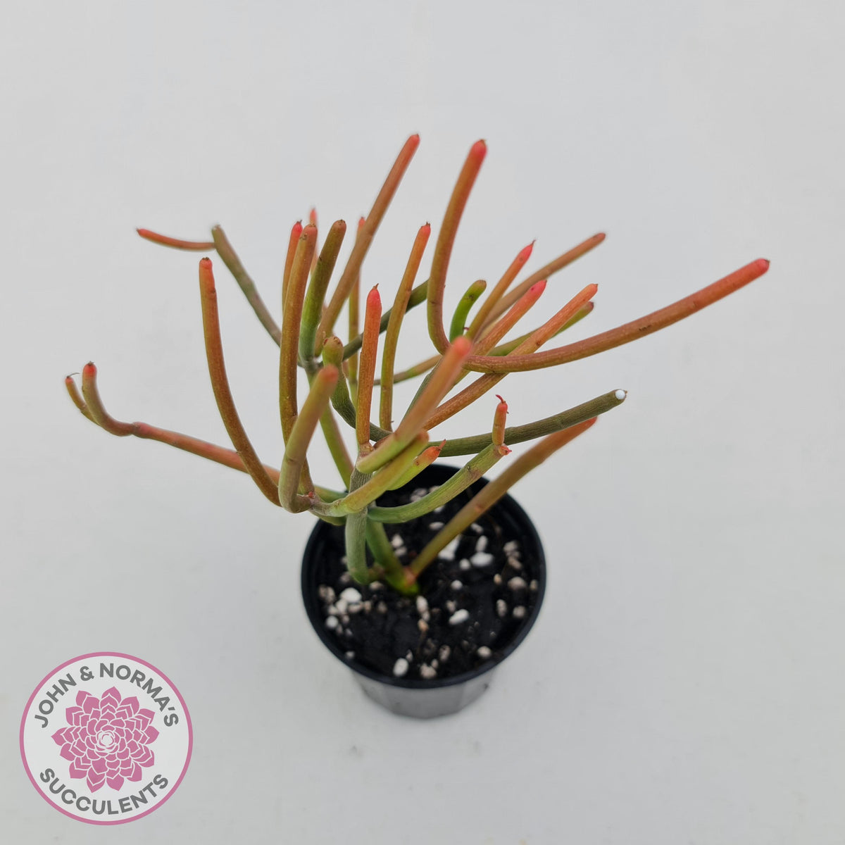 Euphorbia tirucalli 'Fire Sticks'
